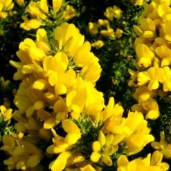 VILMORIN AJONC POUR SOL ACIDE 1 KG><noscript><img width=