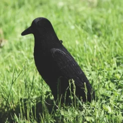 TERZEO CHASSEURS APPELANT CORBEAU FLOQUE SUR PIQUE> Chasse Des Nuisibles·Formes Et Blettes De Pies Et Corbeaux