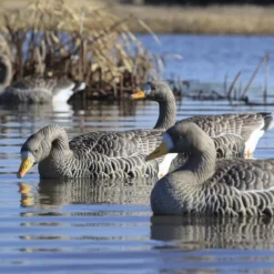 GREENHEAD APPELANT OIE RIEUSE FLOATER XD X4><noscript><img width=