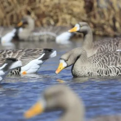 GREENHEAD APPELANT OIE RIEUSE FLOATER XD X4><noscript><img width=