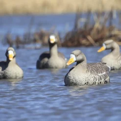 GREENHEAD APPELANT OIE RIEUSE FLOATER XD X4><noscript><img width=