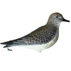 TERZEO CHASSEURS APPELANT PLUVIER DORE> Chasse Du Gibier D'Eau·Formes Et Blettes De Limicoles