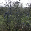 VILMORIN EPINE NOIRE POUR SOL CALCAIRE 1 KG> Plantations Et Semences·Couverts À Gibiers|Semences Et Couverts À Gibiers·Couverts À Gibiers