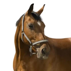 NORTON LICOL BOUCLERIE NOIRE PONEY> Licols Et Longes·Licols Synthétiques