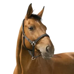 NORTON LICOL REFLECTIVE COB> Licols Et Longes·Licols Synthétiques