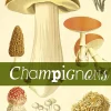 ARTEMIS LIVRE CHAMPIGNONS> Livres Sur La Nature·Livres Sur La Cueillette Des Champignons