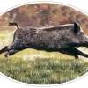 HV DVPT STICKER MARTIN NOUVEL SANGLIER> Protection De La Voiture·Rangements Et Accessoires Pour Voiture