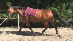 LAMICELL TAPIS DE SELLE FIGARA CHEVAL><noscript><img width=
