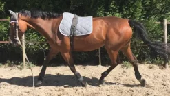 LAMICELL TAPIS DE SELLE FIGARA CHEVAL><noscript><img width=